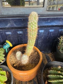 Old Man of the Andes + 3 Mammillarias