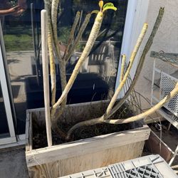 Plumeria White And Yellow 