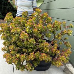Large Jade Plant In Pot
