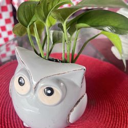Pothos In Ceramic Owl Pot Indoor Plant