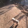 Bigfoot 