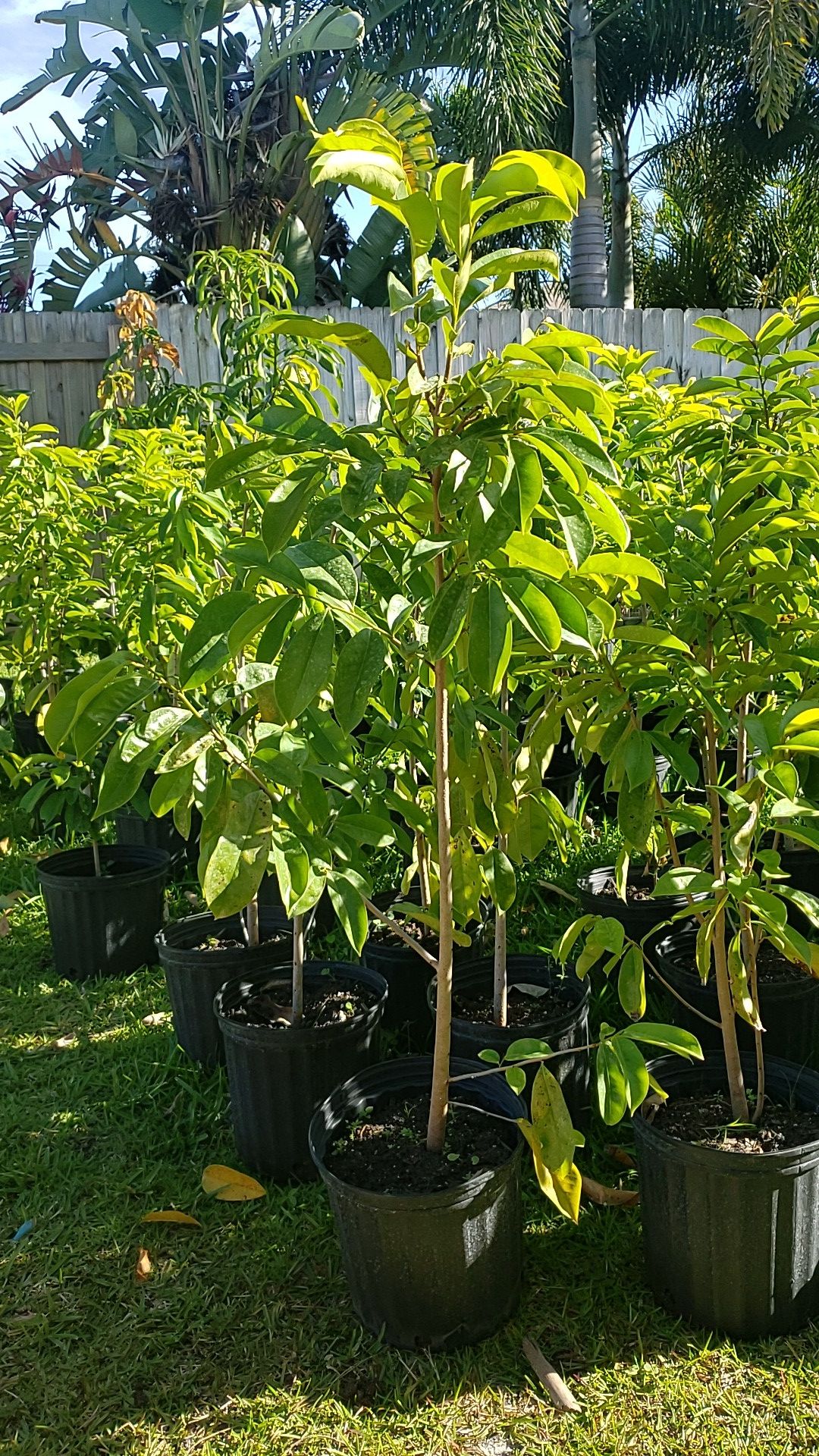 Soursop Trees for Sale in Port St. Lucie, FL OfferUp