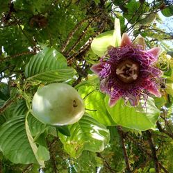 Giant Granadilla  Barbadine  Granadine  Plants  3gal   Plantas Badea Granadilla Gigante