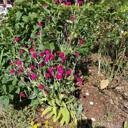 Rosie campion-$3/each  ( perennial plant)