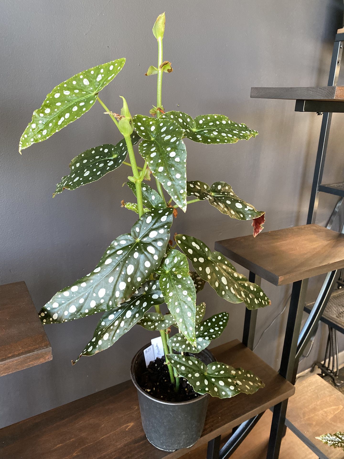 Begonia Maculata | White Flower