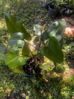 Philodendron red emerald house plant