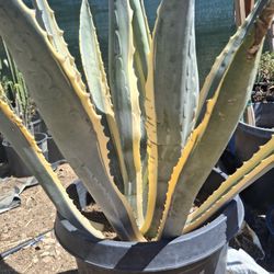 agave amarillo