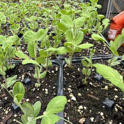  PEA PLANTS 💯 ORGANIC Beautiful 