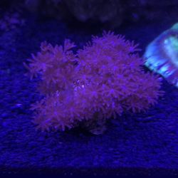 Fake Pulsating Xenia Coral WYSIWYG 