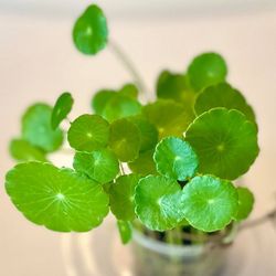 Pennywort Aquatic Plant 
