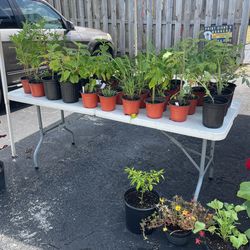 Plant Sale 