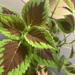 Indoor Plant 🪴 