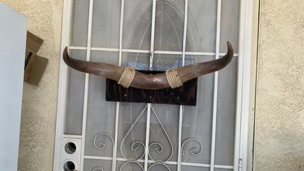 Bull Horns