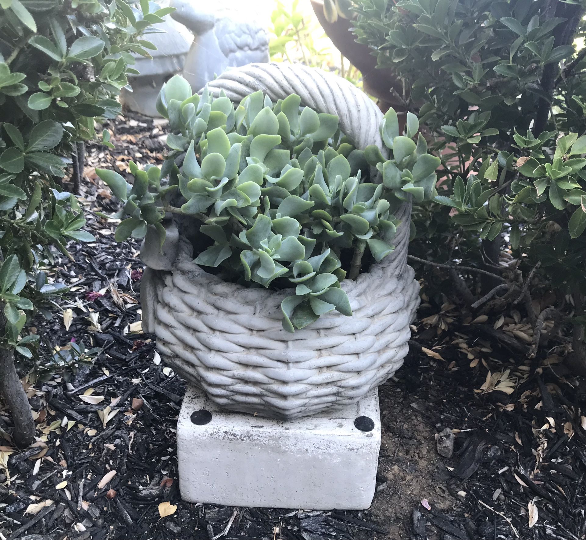 A pretty cement basket full of ripple jades