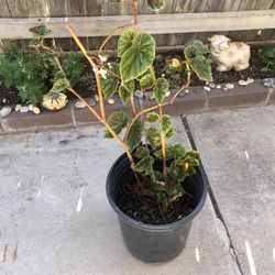 Begonia Opliqua Plant