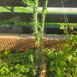 CACTUS FREE