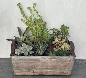 succulent plant arrangement in rustic wood planter