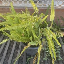 Boston Fern Plant