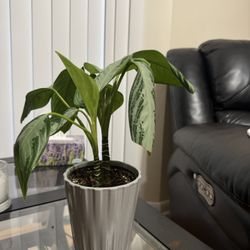 Aglaonema Plant