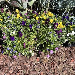 Plants