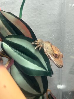 Crested ghecko