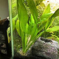 $10 Aquarium Fish Tank Plants