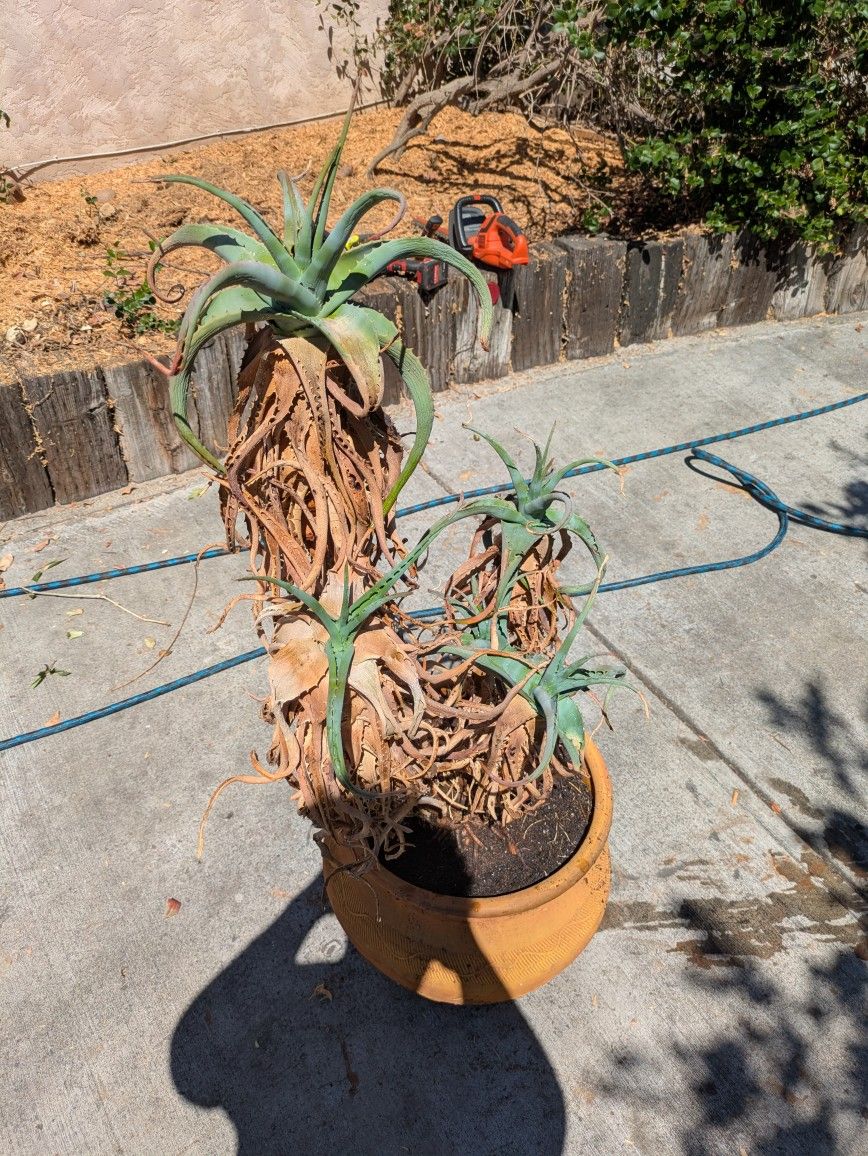 African Aloe In An 18" Ceramic Pot