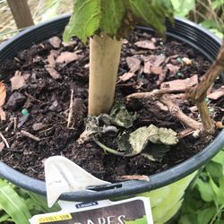 Red Catawba Grape Self Pollinating Fully Grown Seedling Plant Free Black Eyed Susan Plant