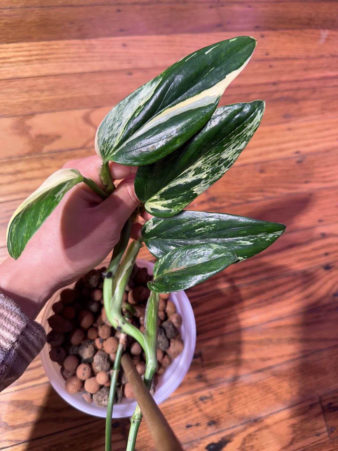 Monstera Standleyana Albo Variegated