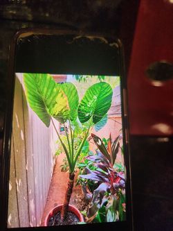 Elephant ear plant