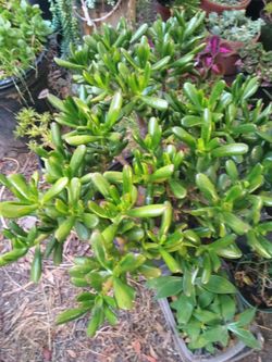 Jade Succulent Plant