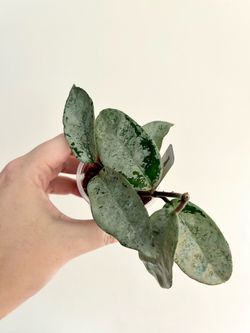 Hoya Nova Ghost