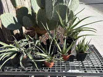 Aloe Vera Succulents $1-5 Each Various Size Desert Landscape Aloe Plants Well Rooted