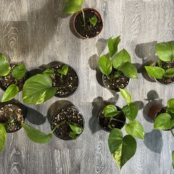 Golden Pothos Rooted Plants