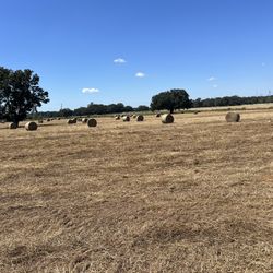 Hay - Crabgrass - $50