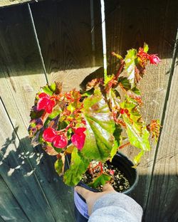 Wax Begonia
