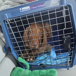 Medium  Petmate 2 Door Deluxe