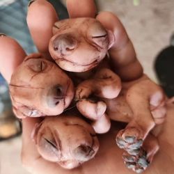 Cerberus Silicone Pups