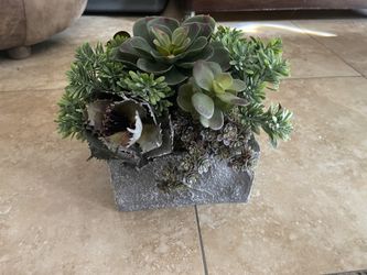 decorative plants $15 C/u