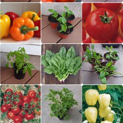 Organic Vegetable plants. Read in description please.