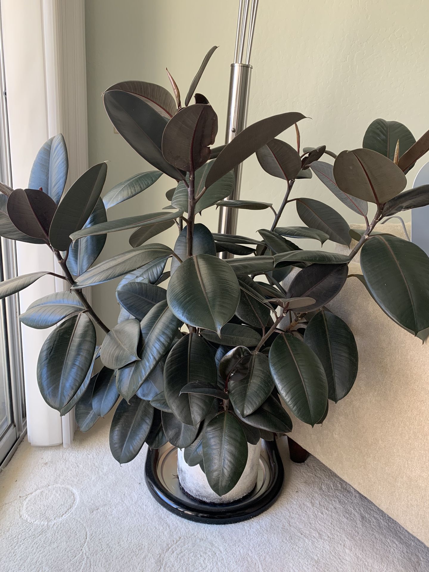 Rubber Tree