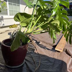 Monstera Deliciosa Live Plant In 14” Ceramic Pot