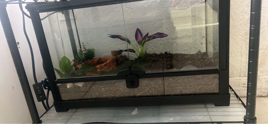 Pacman frog