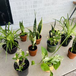 Plants For Sale 10 Each 