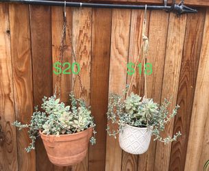 2 hanging planters with ghost plants & succulents 