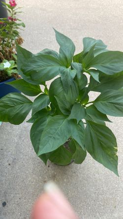 Serrano pepper