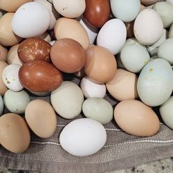 Fresh Eggs 🥚 🪺 😋 