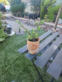 Elephant Bush Plant In Terricotta Vase