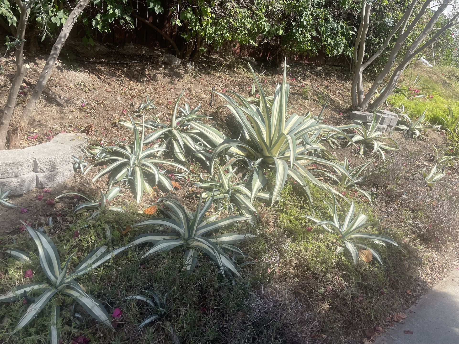 Succulents! Agave!