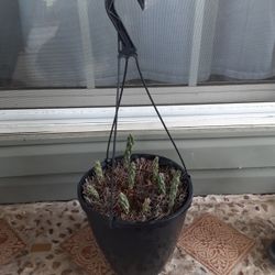 Hanging Cactus Planter